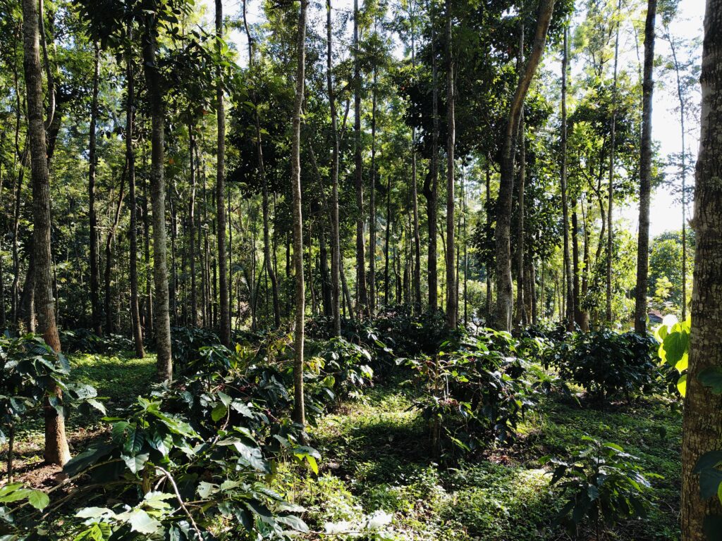 WhatsApp Image 2024-12-29 at 6.33.07 PM (1)