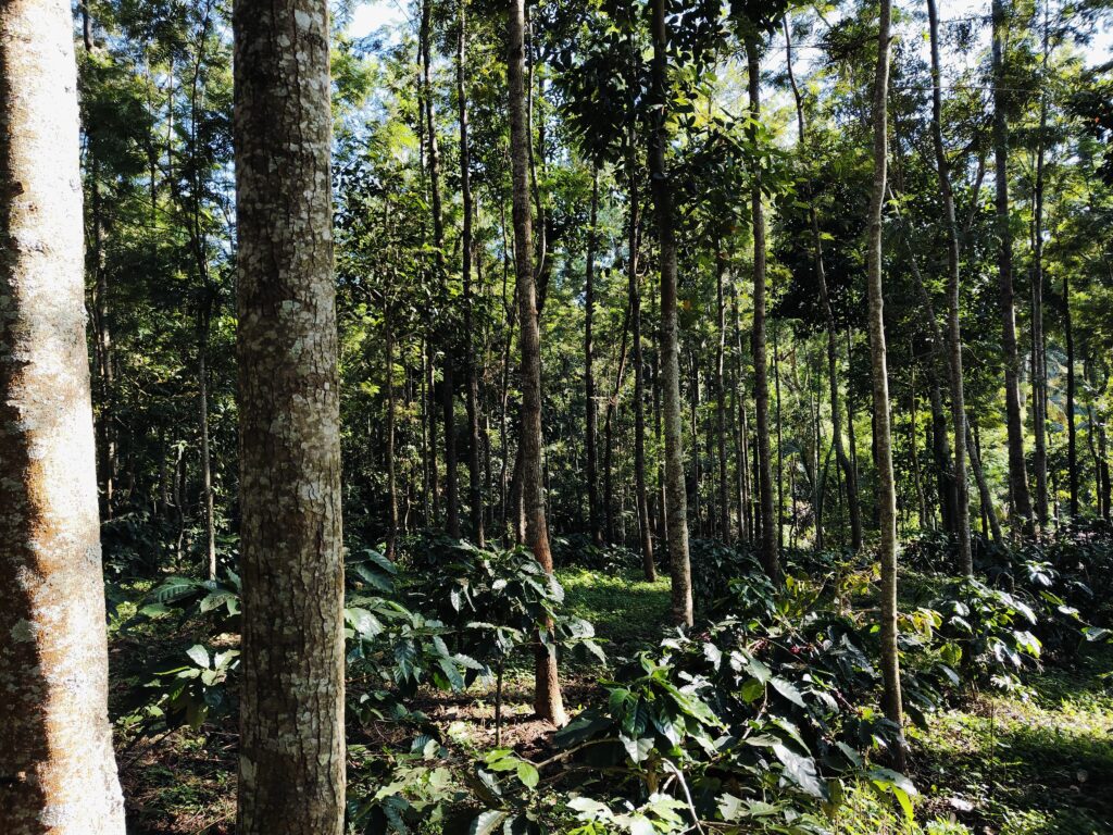 WhatsApp Image 2024-12-29 at 6.33.07 PM