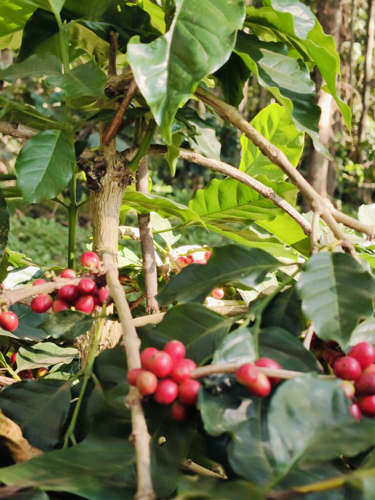 WhatsApp Image 2024-12-29 at 6.33.07 PM (2)