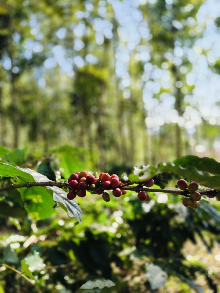 WhatsApp Image 2024-12-29 at 6.33.10 PM