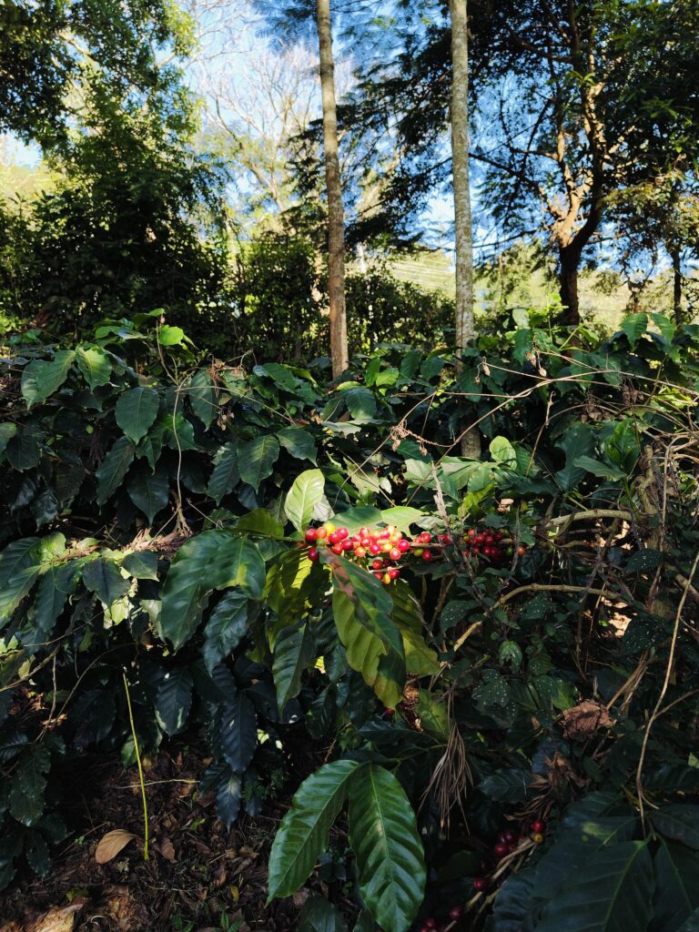 WhatsApp Image 2024-12-29 at 6.33.11 PM (1)