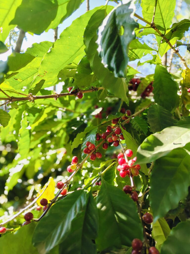 WhatsApp Image 2024-12-29 at 6.33.11 PM